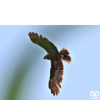 گونه سنقر تالابی Western Marsh Harrier